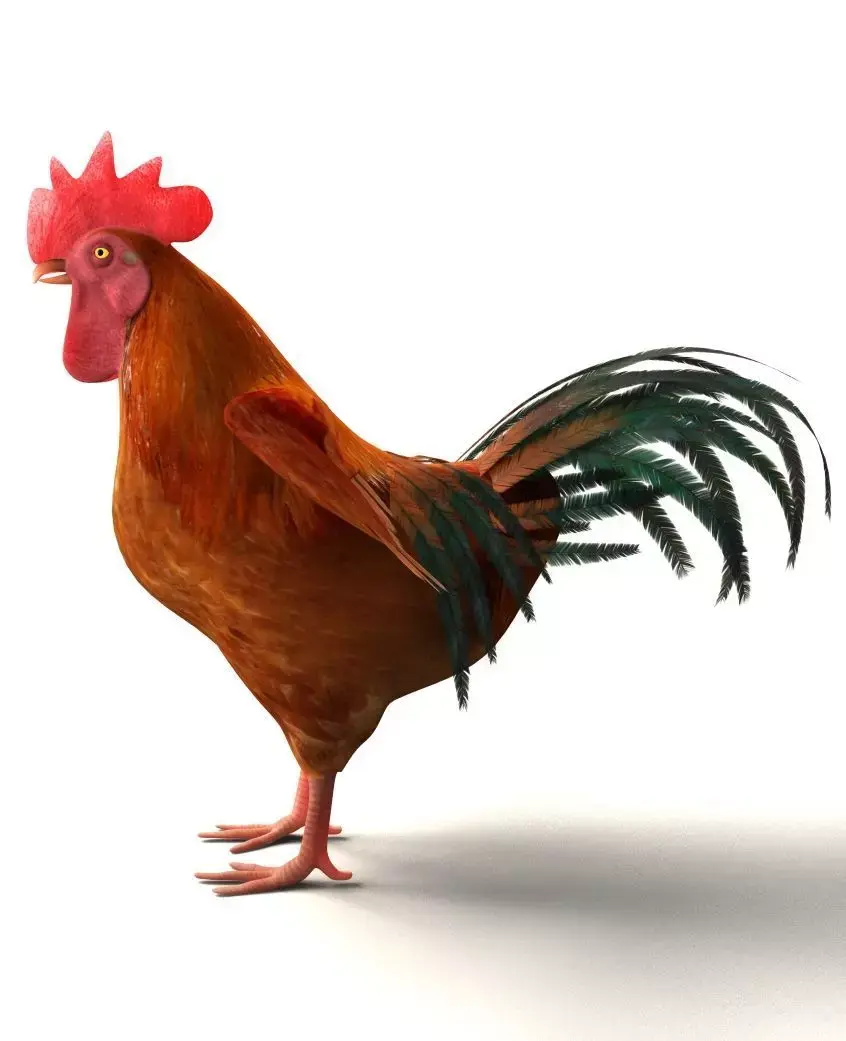 Chicken Rigged 3D model 3D model