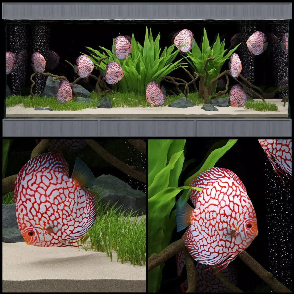 Aquarium fish tank with plants in it 3D model purchase