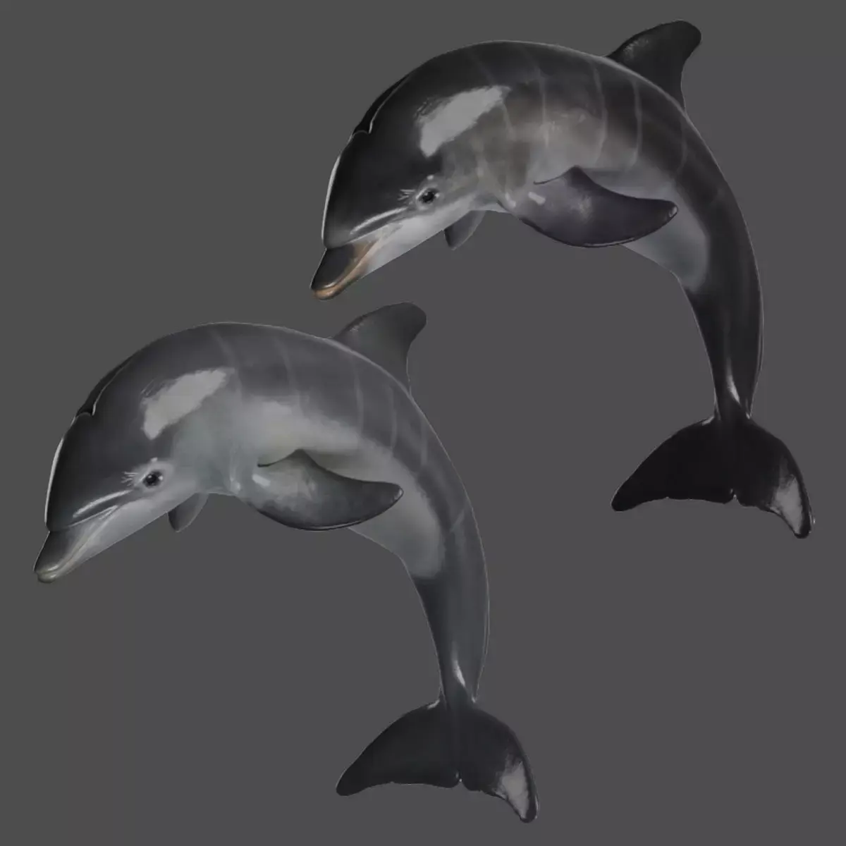 Bottlenose Dolphins Young Animation - VFX Grace 3D model