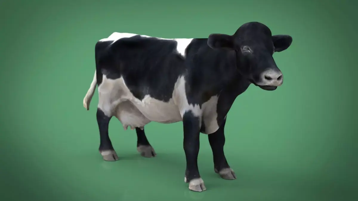REALISTIC COW Low-poly 3D model