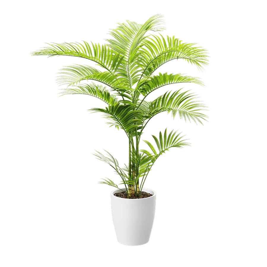  Parlor Palm Potted Plant Model  buy