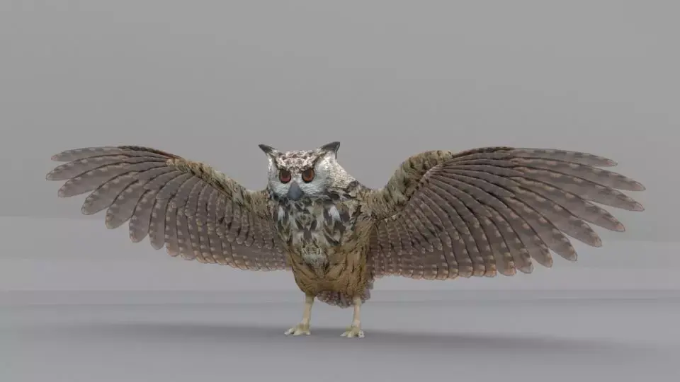 Barn Owl Low-poly 3D model