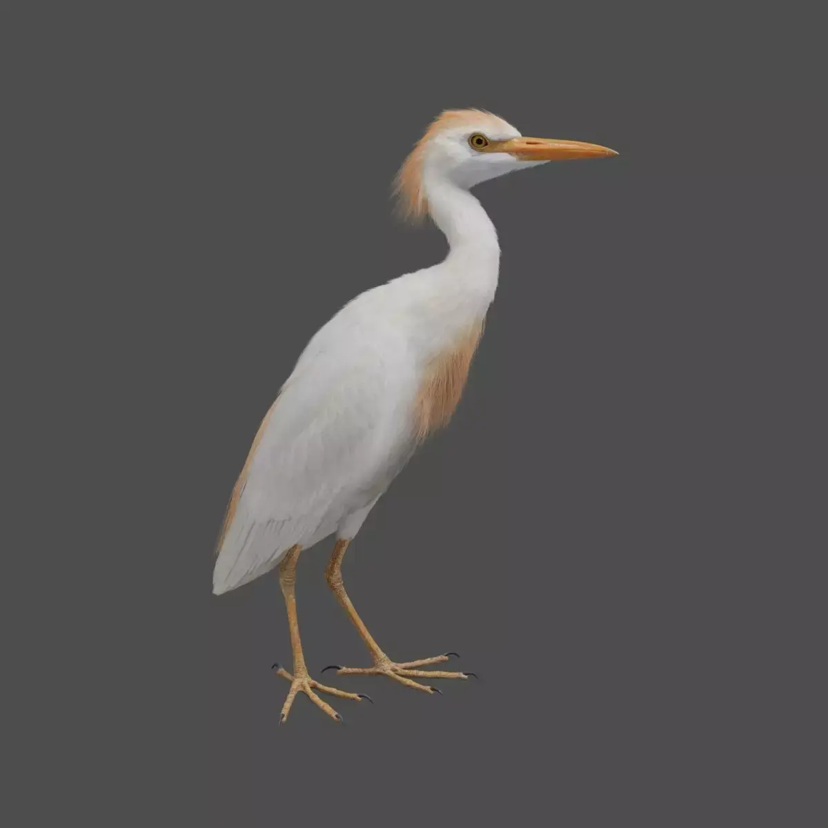 Cattle Egret Animation 3D model