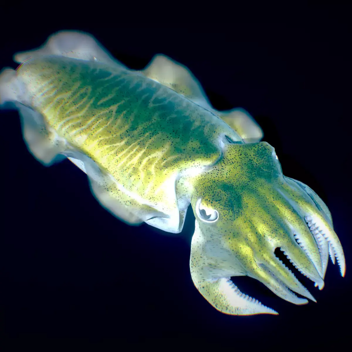 Golden Cuttlefish 3D model