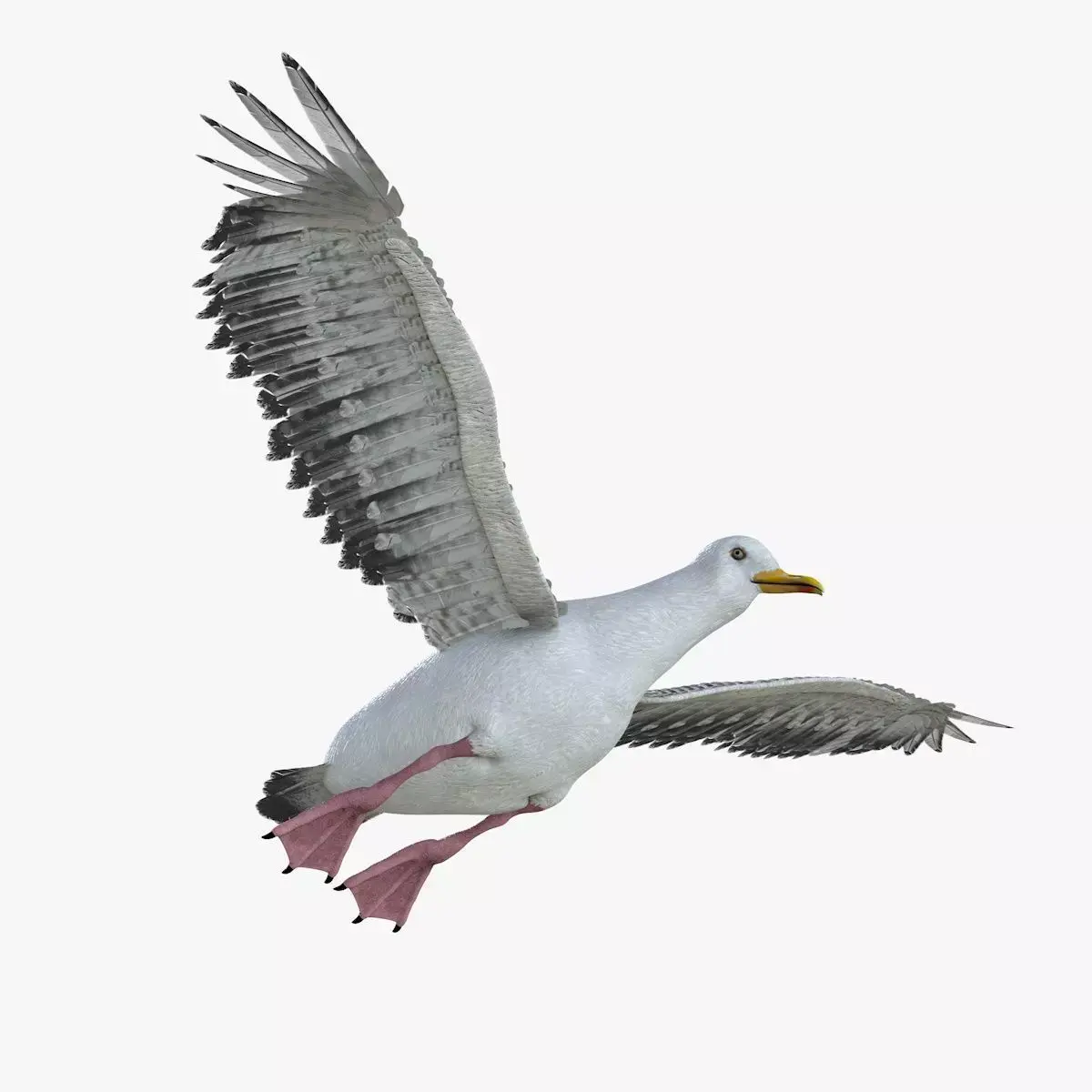 Seagull bird rigged 3d model Low-poly 3D model