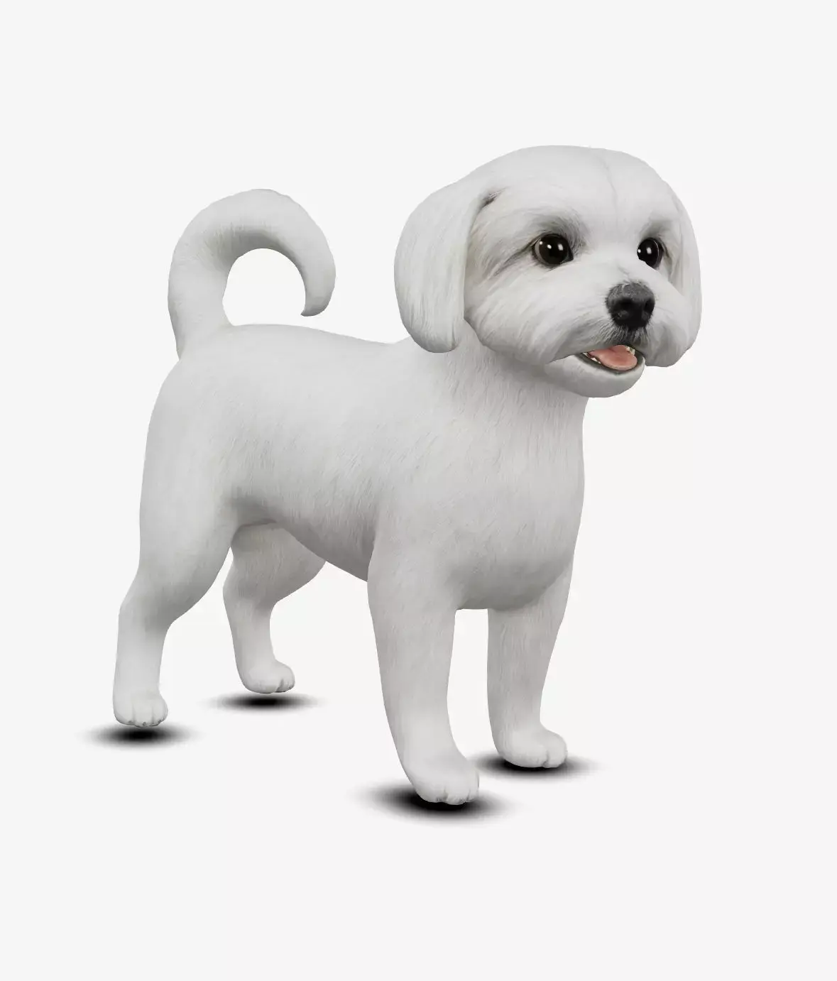 Dog Maltese Low-poly 3D model