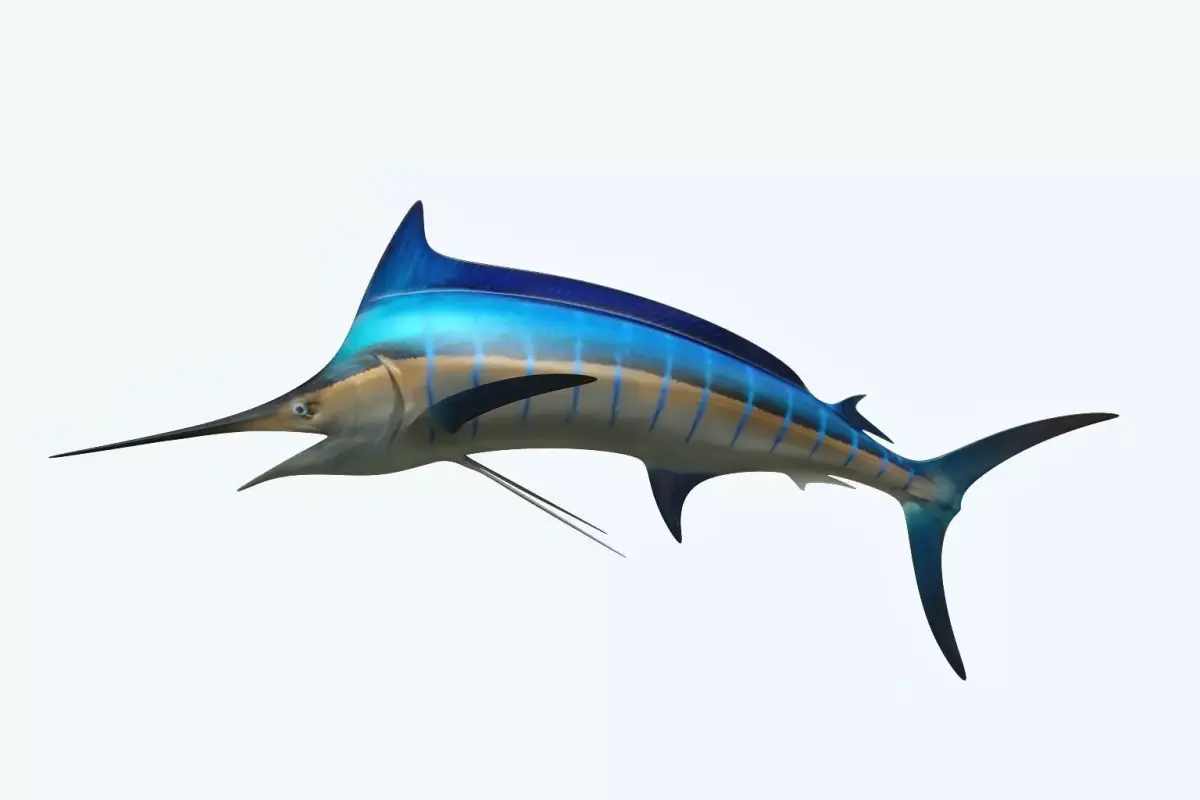 Marlin 3D model
