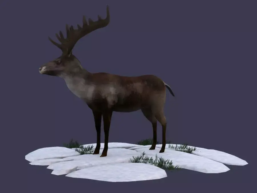 Reindeer Stag elk Northern Hemisphere animal Arctic  3D model