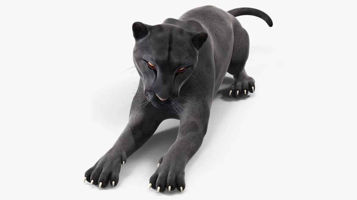 Black Panther Lying Down 3D model