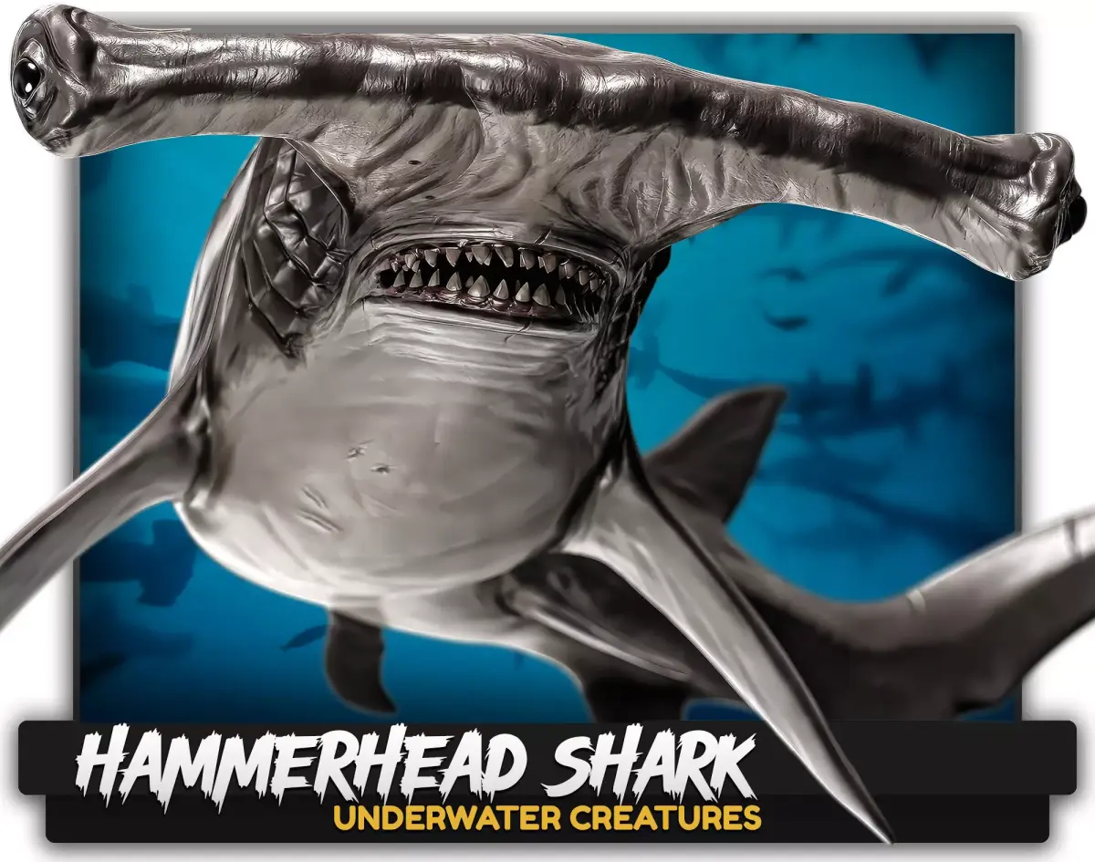 Hammerhead Shark - Ocean Predator - Underwater Creature - 29 Low-poly 3D model