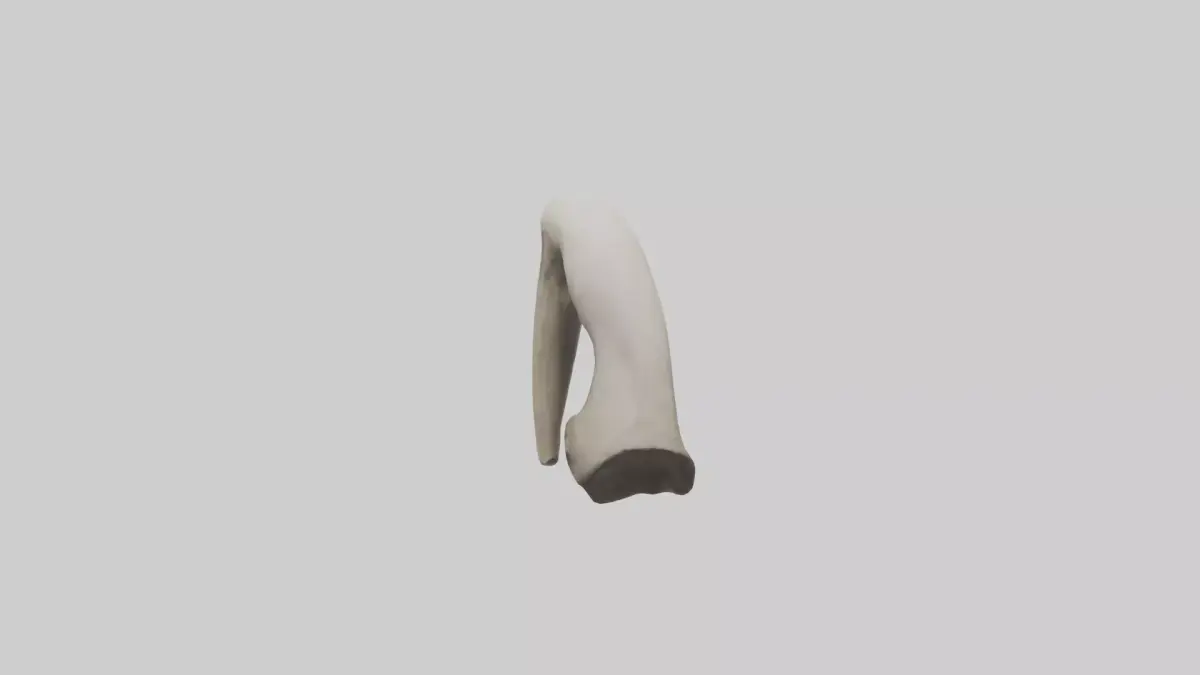 Elephant Femur Low-poly 3D model