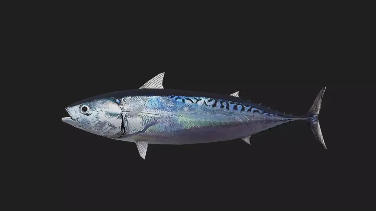 Bullettuna Low-poly 3D model