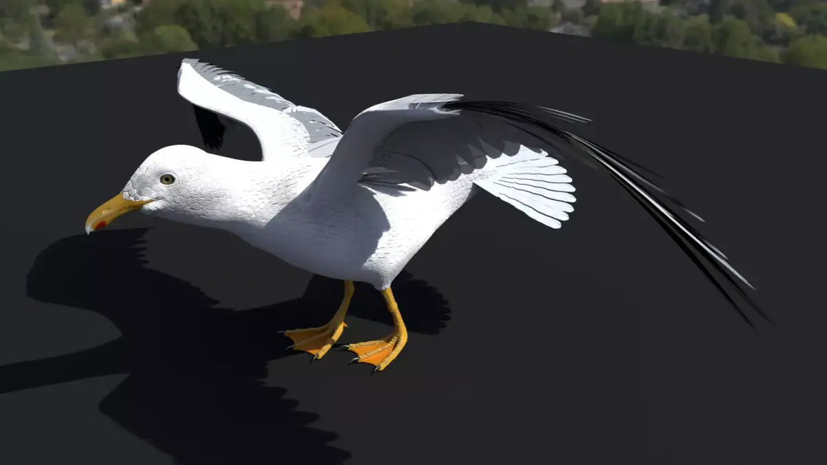 SEAGULL 3D model order