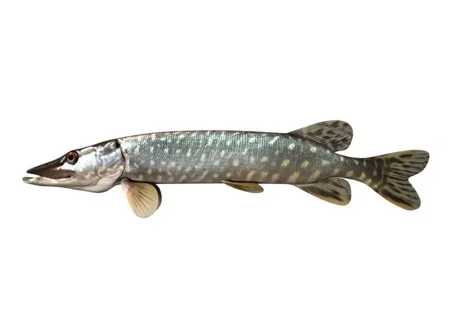 Pike Fish Esox Lucius 3D model