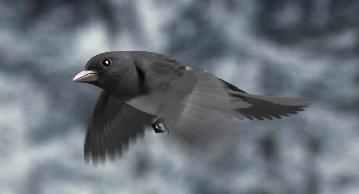 Dark-eyed Junco (Animated) 3D model