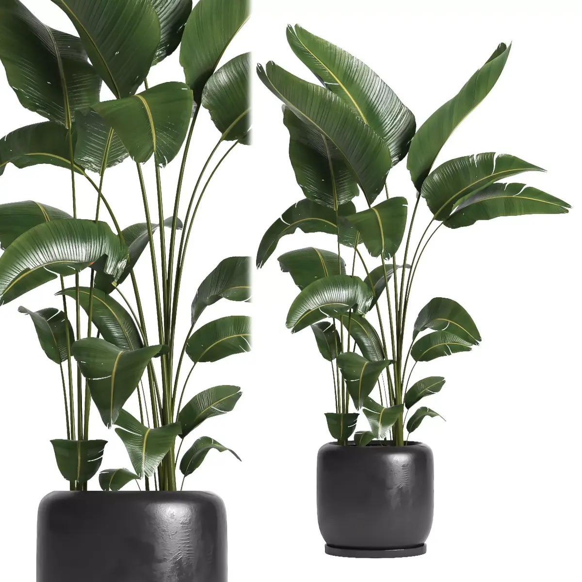 indoor plant 056 3D model
