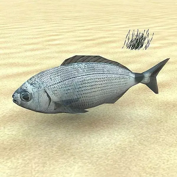 Orada - Oblada Melanura Low-poly 3D model