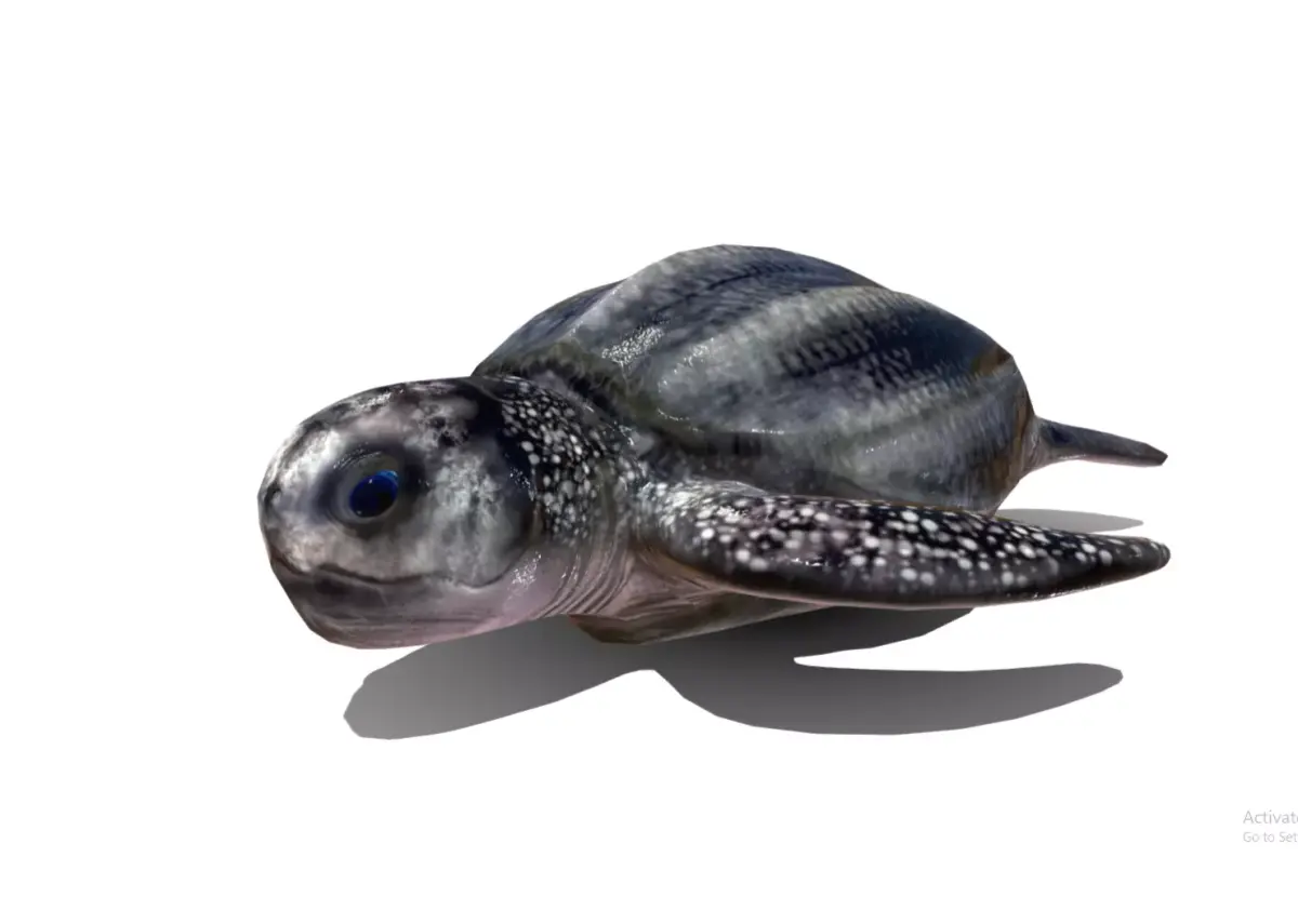 Leatherback sea turtle  Low-poly 3D model