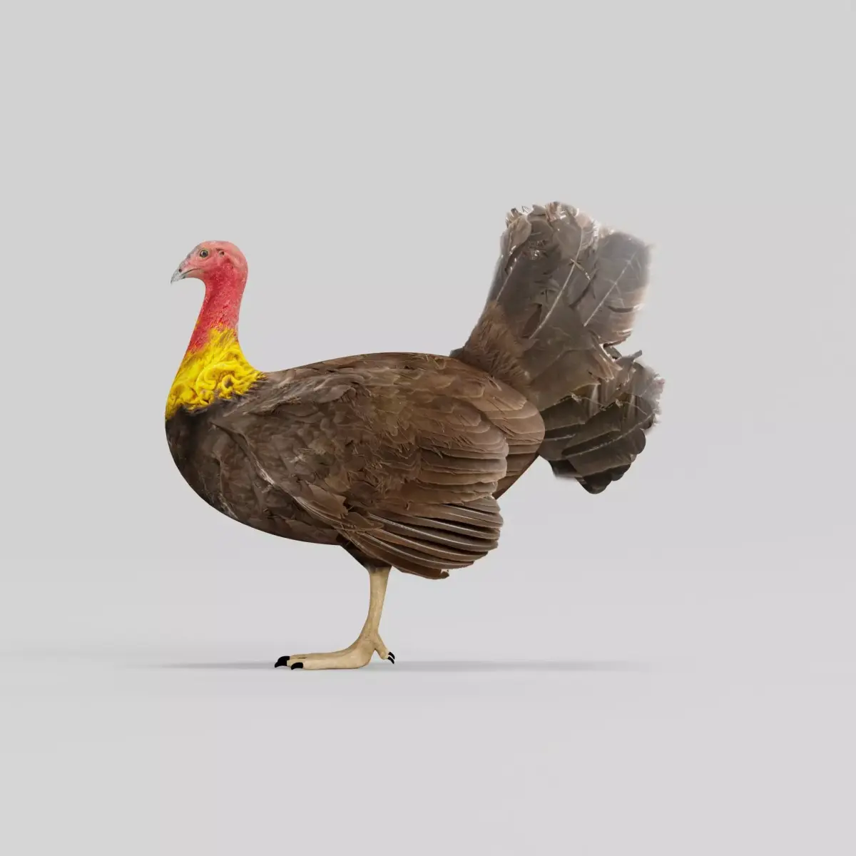 Australian brush turkey bird  Low-poly 3D model