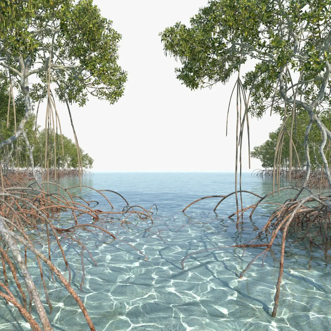 Mangroves 2.0 Animated 3D model