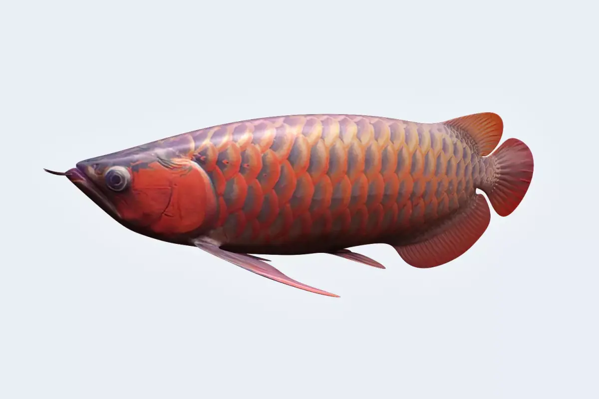 Arowana carp 3D model