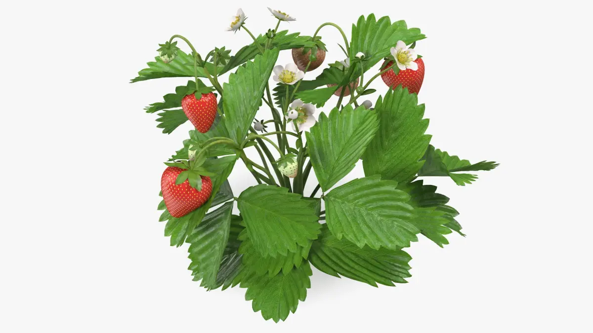 Garden Strawberry Plant Fruiting 3D model