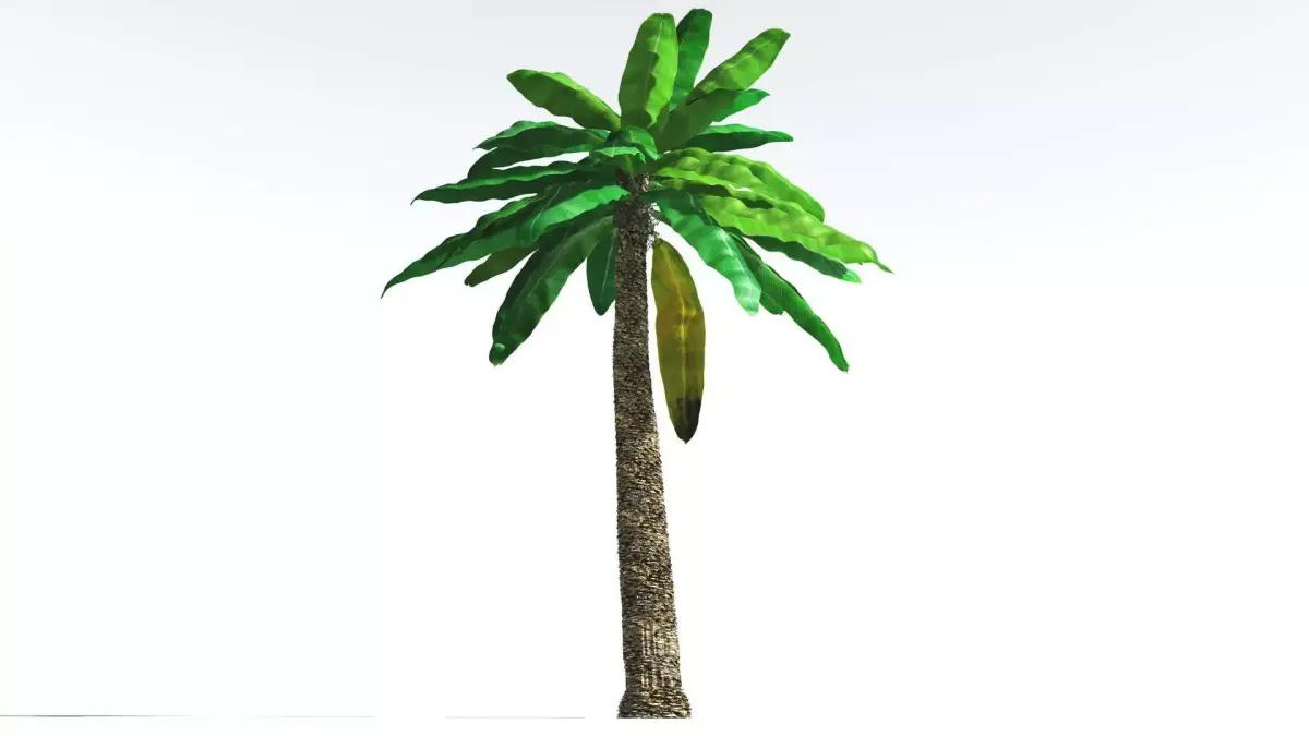 EVERYPlant Bjuvia Cycad 2 --12 Models-- 3D model