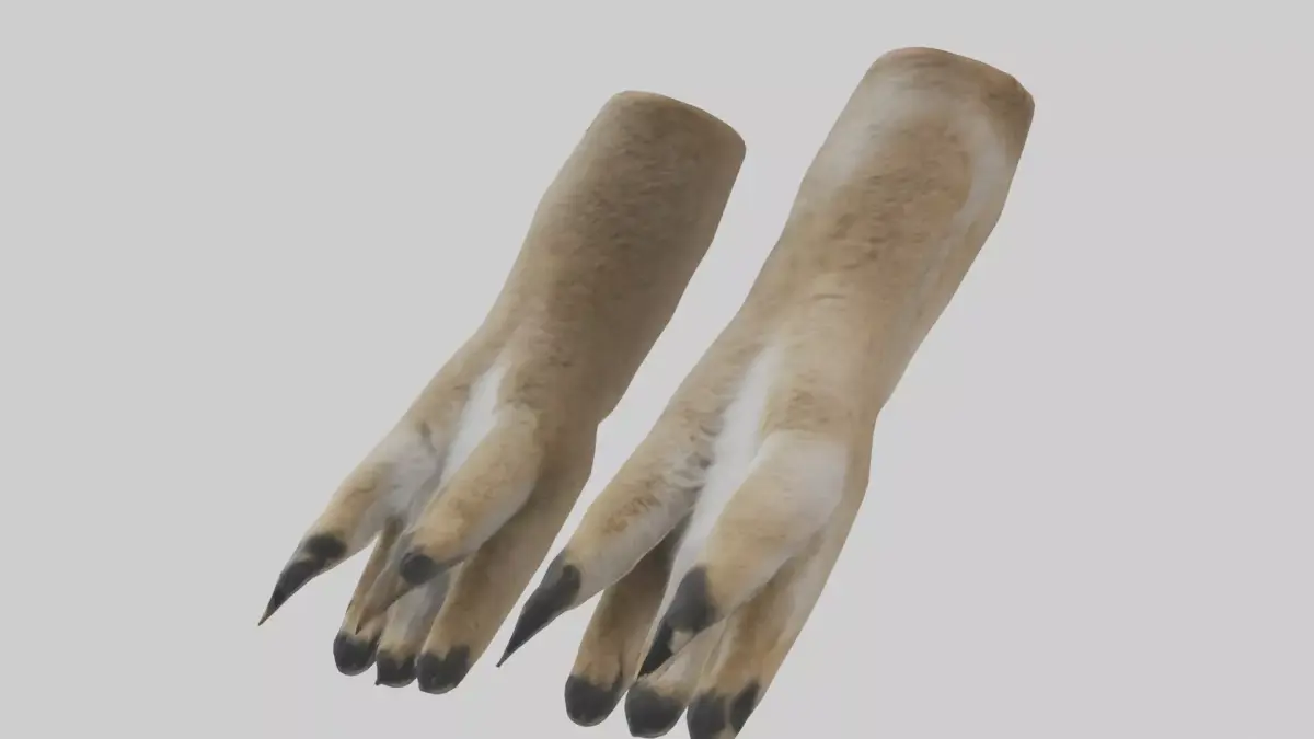 Coyote Paws Low-poly 3D model