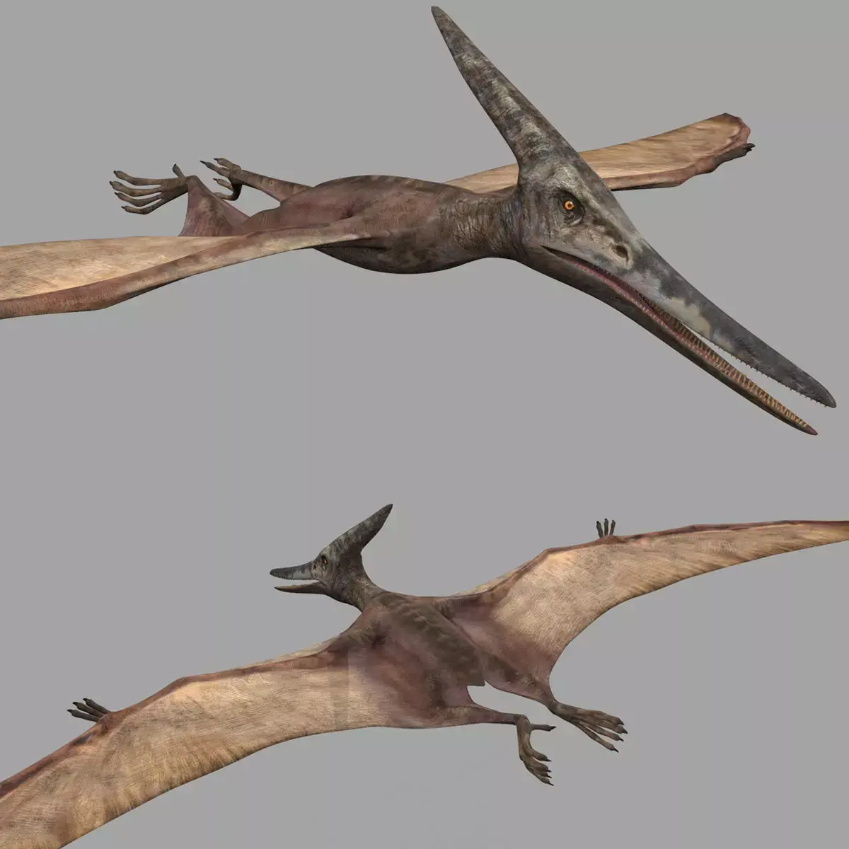 Pterosaur Forever 8K - 3d animated model 3D model