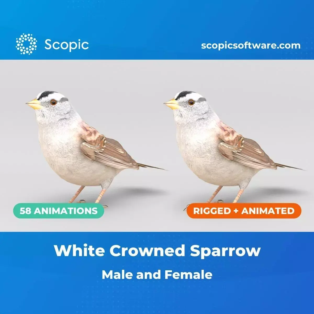 3D Bird Pack White Crowned Sparrow Male and Female Low-poly 3D model