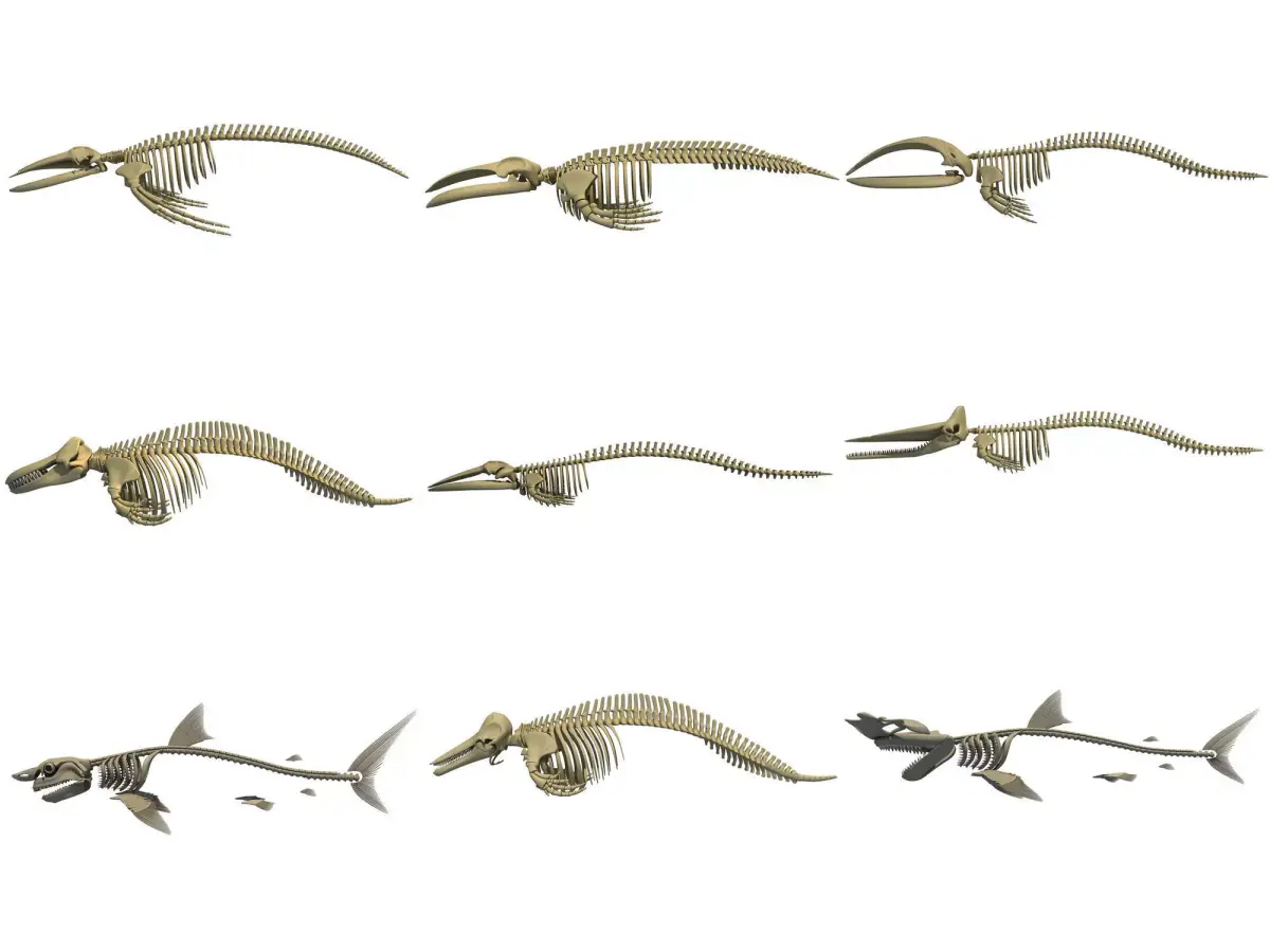 Aquatic Skeletons 3D Models 3D model