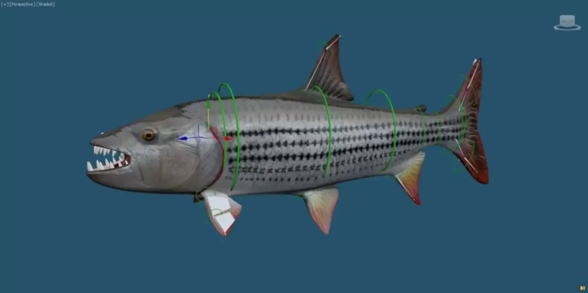 goliaht tiger fish rigged Low-poly 3D model