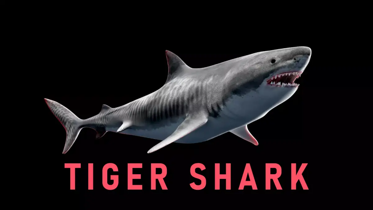 Animated Tiger Shark Low-poly 3D model