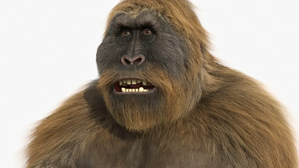 Gigantopithecus Fur Rigged 3D model