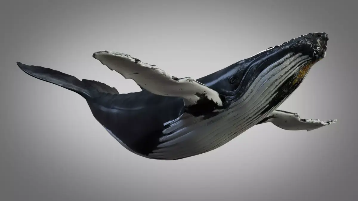 Humpback Whale 3D model shop