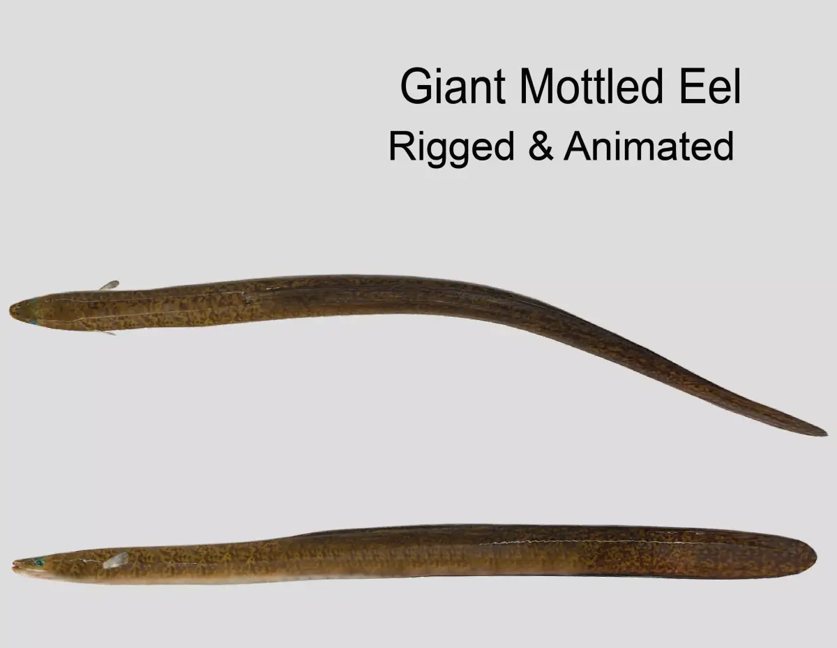 Giant Mottled Eel Realistic Animated Low-poly 3D model