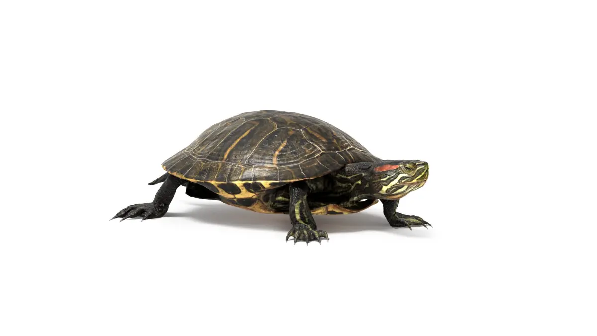Aquatic Turtle Rigged 3D model