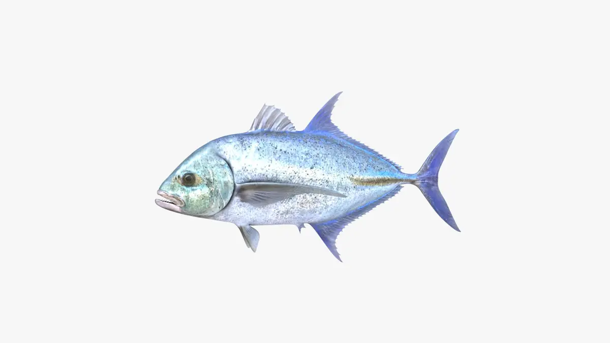 Bluefin Trevally 3D model