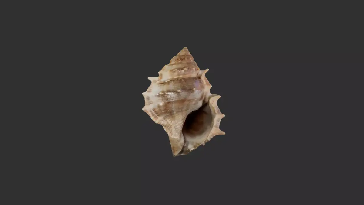 Sea Shell 3 3D model