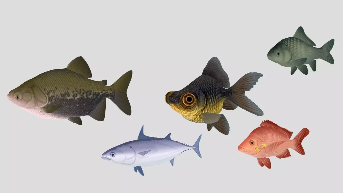  Fish Collection 02 Low-poly 3D model