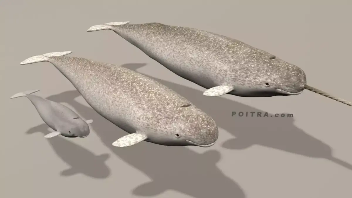 Narwhal Whales Family - Monodon Monoceros - Male Female Calf -  3D model
