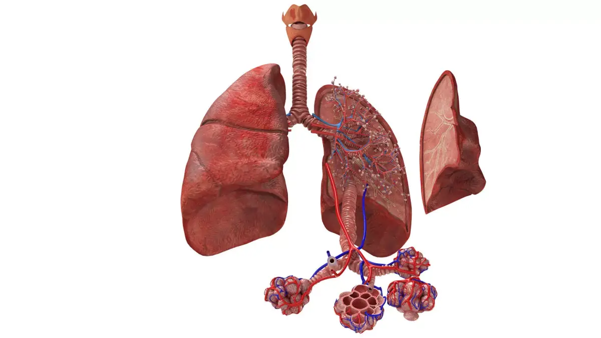 Anatomical Cross-Sectoion of LUNGS Low-poly 3D model