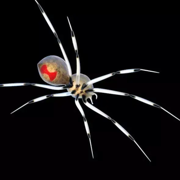 Spider Brown Widow 3D model