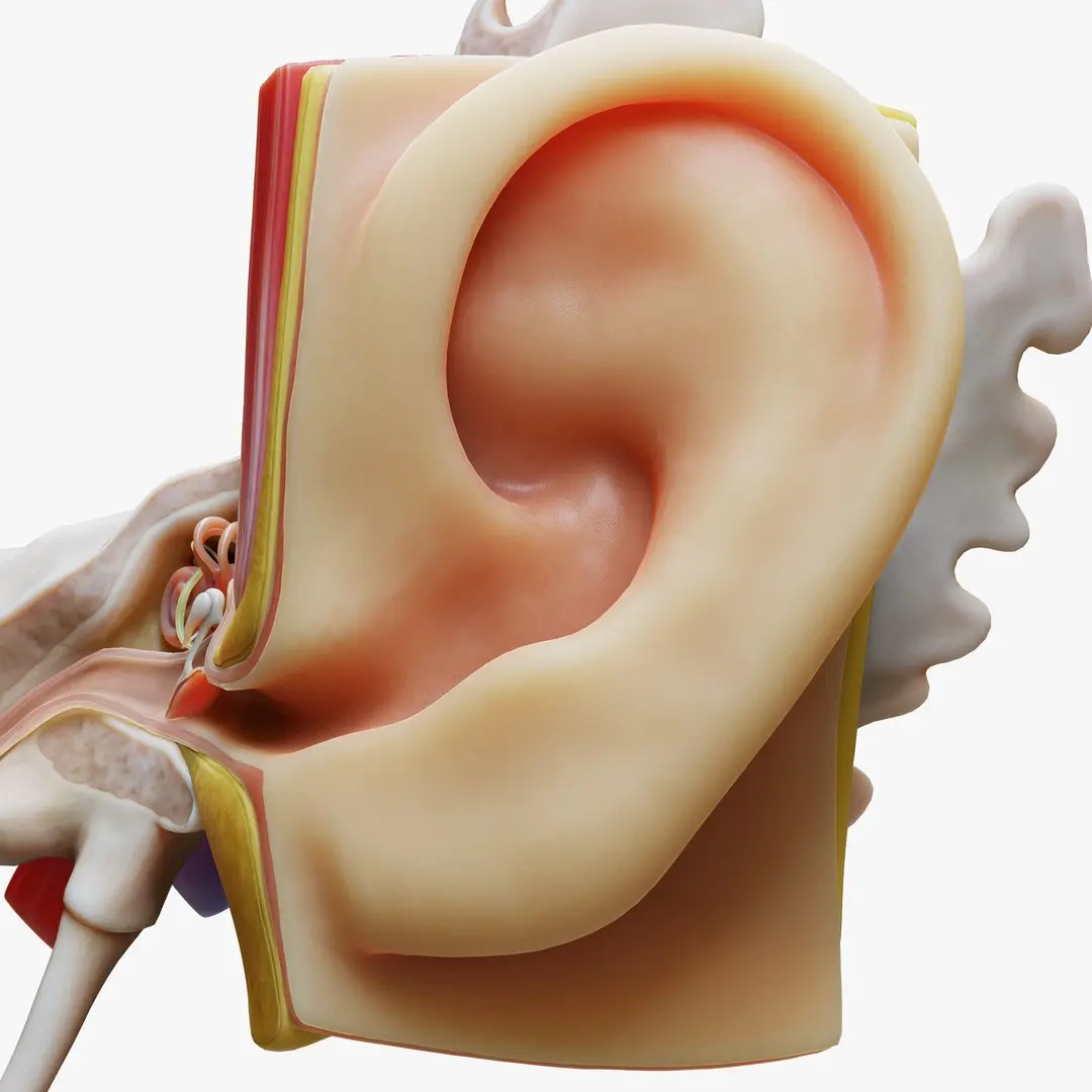 Ear Anatomy Structure Open 3D model