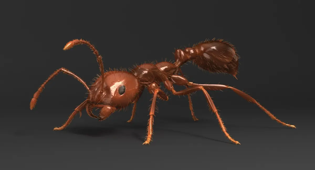 Solenopsis Invicta "Red Fire Ant" 3D model