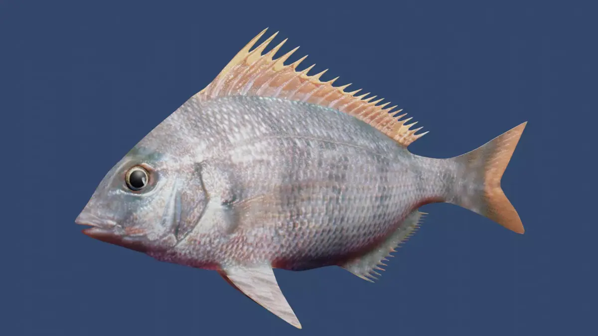 longspine porgy fish Low-poly 3D model