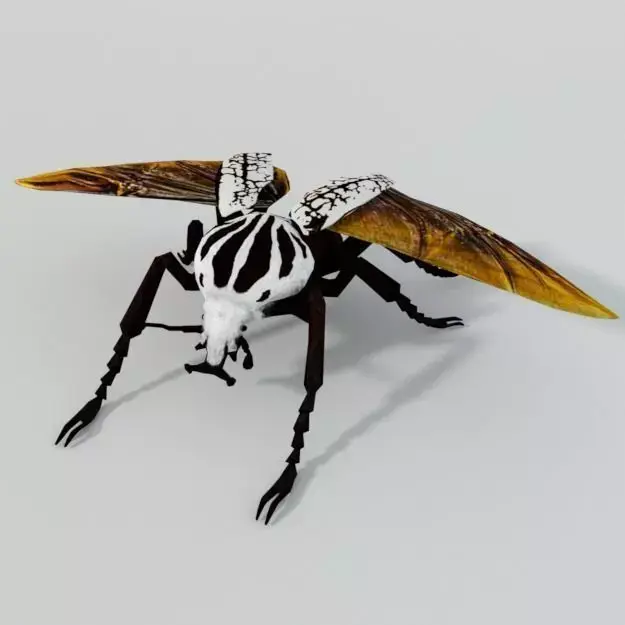 Beetle Goliath Low-poly 3D model