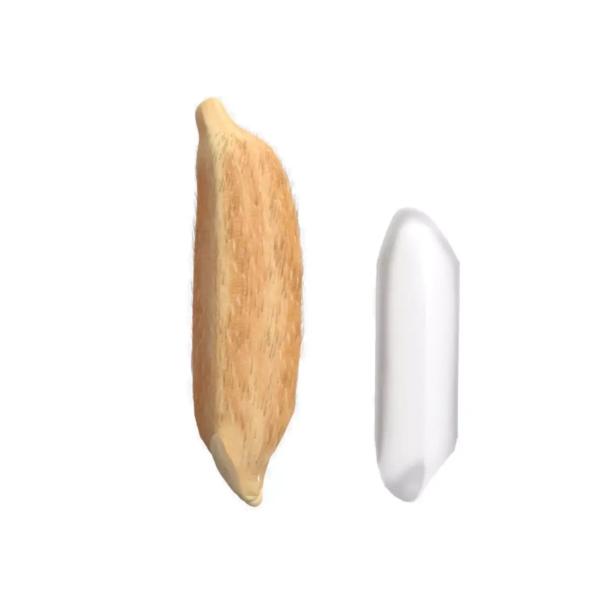 Rice grain dry and raw  Low-poly 3D model