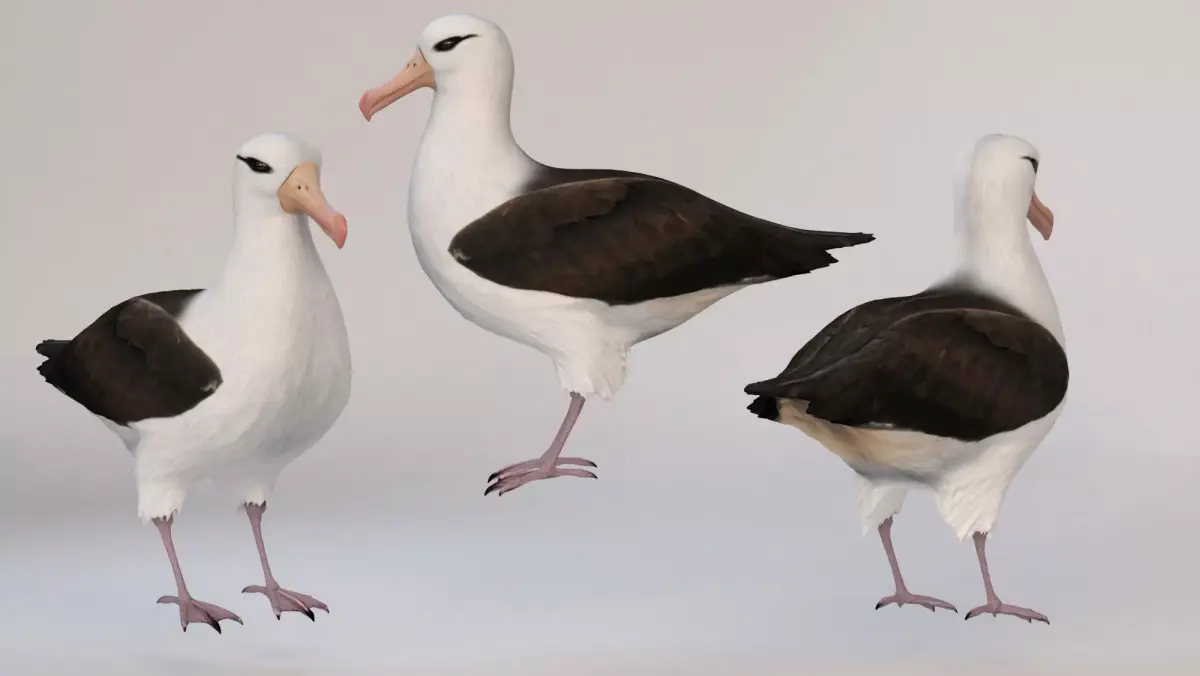 bird Albatross Free 3D model