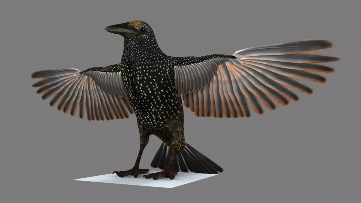 Sturnidae or Starling 3D model